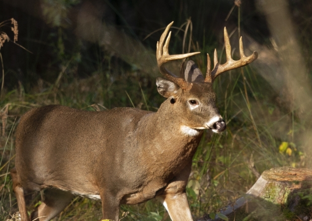 Forever Chemicals Hunting