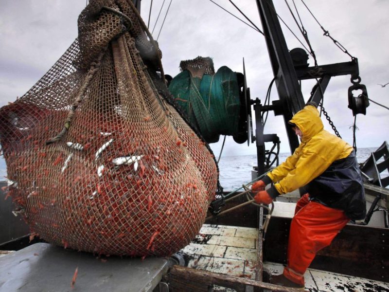 New England’s shrimp industry is struggling, with fishermen catching few in 2025